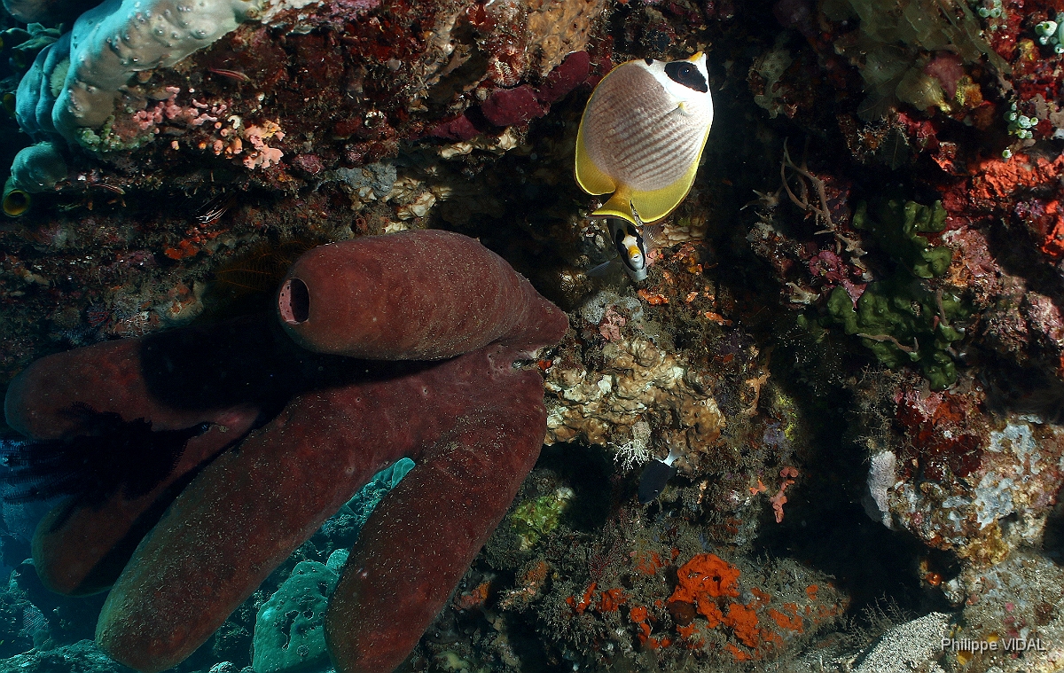 Bali 2016 - Panda butterflyfish - Poisson papillon des philippines - Chaetodon ardiergastos - IMG_5881_rc.jpg